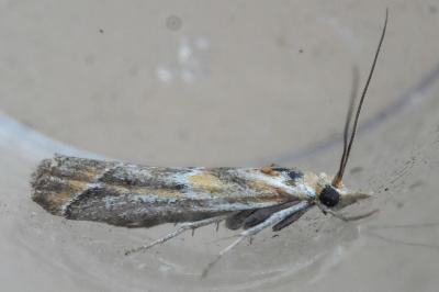<i>Ancylosis cinnamomella</i>