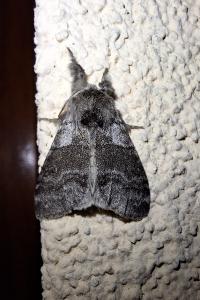 <i>Calliteara pudibunda</i>