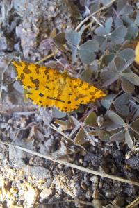 <i>Pseudopanthera macularia</i>