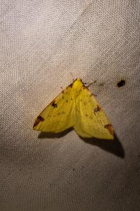 <i>Opisthograptis luteolata</i>