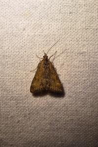 <i>Pyrausta despicata</i>