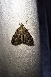 <i>Thera britannica/variata</i>