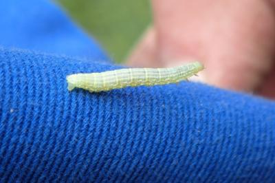 <i>Operophtera brumata</i>