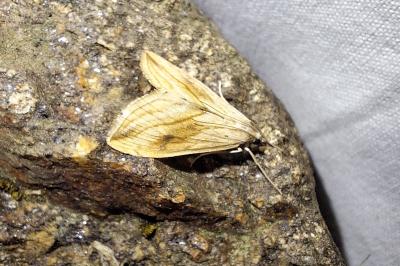 <i>Evergestis forficalis</i>