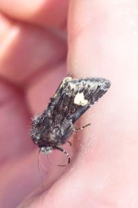 <i>Coranarta cordigera</i>