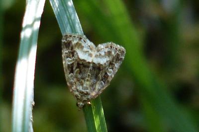 <i>Deltote pygarga</i>