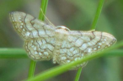 <i>Idaea moniliata</i>