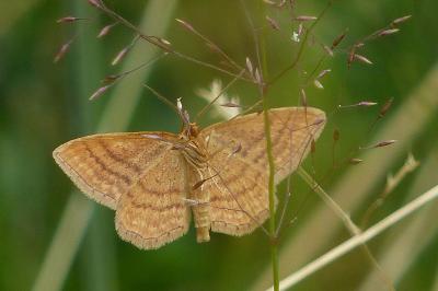 <i>Idaea ochrata</i>
