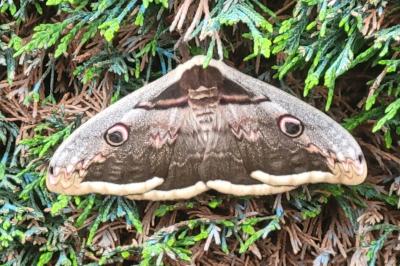 <i>Saturnia pyri</i>