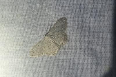 <i>Scopula marginepunctata</i>