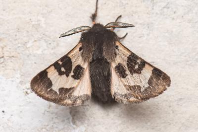 <i>Watsonarctia deserta</i>