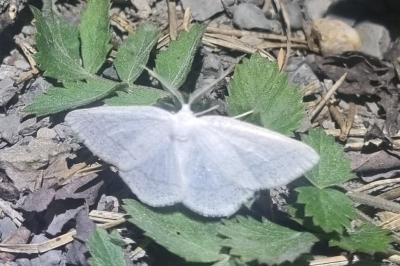 <i>Cabera pusaria</i>