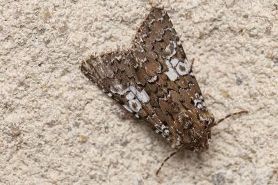 <i>Hadena albimacula</i>