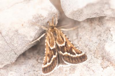 <i>Synaphe bombycalis</i>