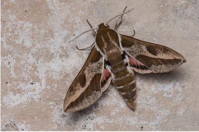 <i>Hyles euphorbiae</i>