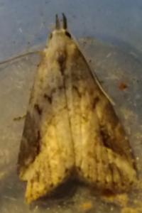 <i>Schrankia costaestrigalis</i>