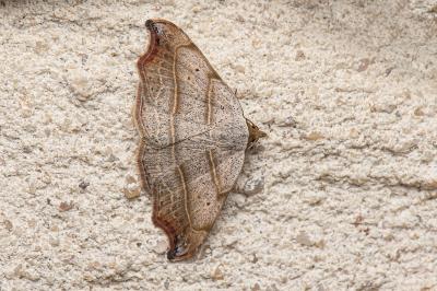 <i>Laspeyria flexula</i>