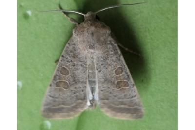 <i>Hoplodrina ambigua</i>