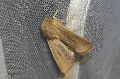 <i>Mythimna sicula</i>
