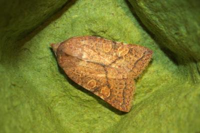 <i>Jodia croceago</i>
