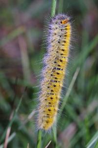 <i>Lasiocampa trifolii trifolii</i>