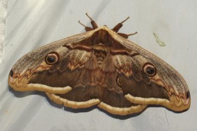 <i>Saturnia pyri</i>