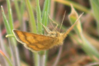 <i>Cleta filacearia</i>