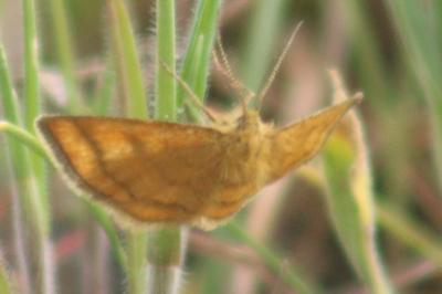 <i>Cleta filacearia</i>