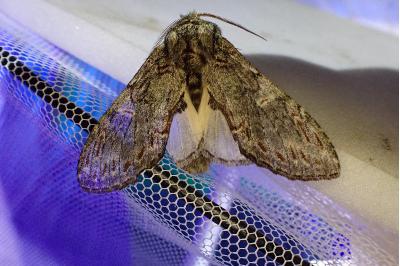<i>Peridea anceps</i>