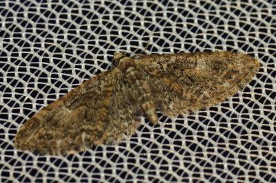<i>Eupithecia cocciferata</i>