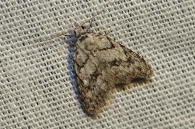 <i>Nola cicatricalis</i>