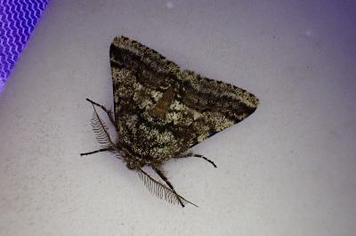 <i>Lycia hirtaria</i>