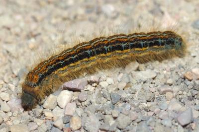 <i>Malacosoma castrense</i>