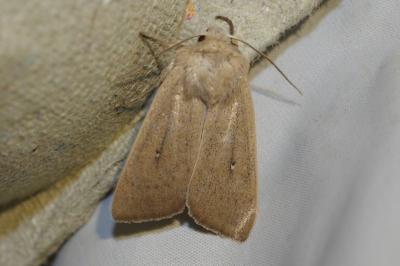 <i>Mythimna sicula</i>