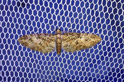 <i>Eupithecia oxycedrata</i>