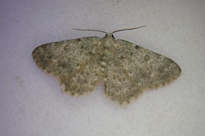 <i>Charissa mucidaria</i>