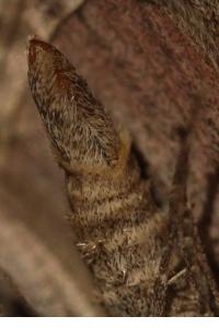 <i>Aplocera plagiata</i>