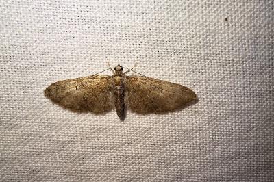 <i>Eupithecia abbreviata</i>