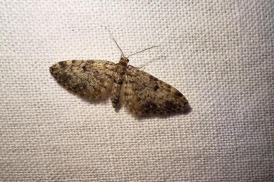 <i>Eupithecia tantillaria</i>