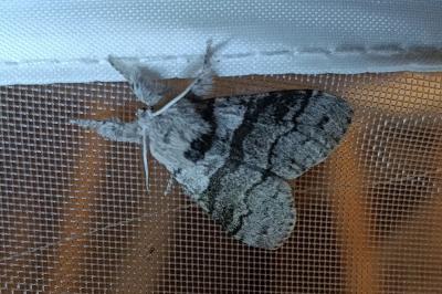 <i>Calliteara pudibunda</i>