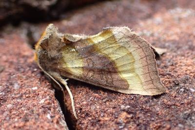 <i>Diachrysia chrysitis</i>