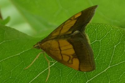 <i>Evergestis limbata</i>