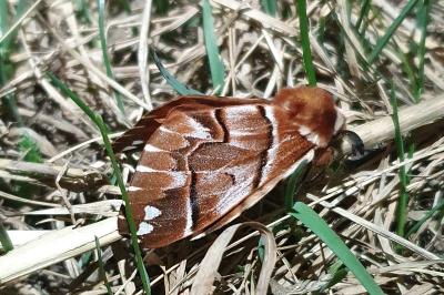 <i>Endromis versicolora</i>