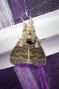 <i>Calliteara pudibunda</i>