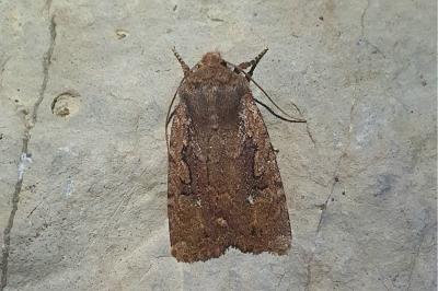 <i>Conistra torrida</i>