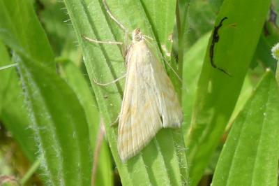 <i>Sitochroa verticalis</i>