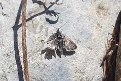 <i>Metaxmeste schrankiana</i>