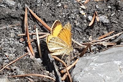 <i>Isturgia limbaria delimbaria</i>