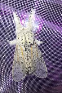 <i>Cerura vinula</i>
