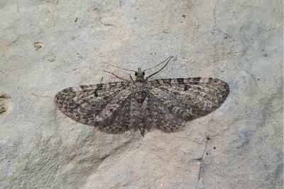 <i>Eupithecia virgaureata</i>